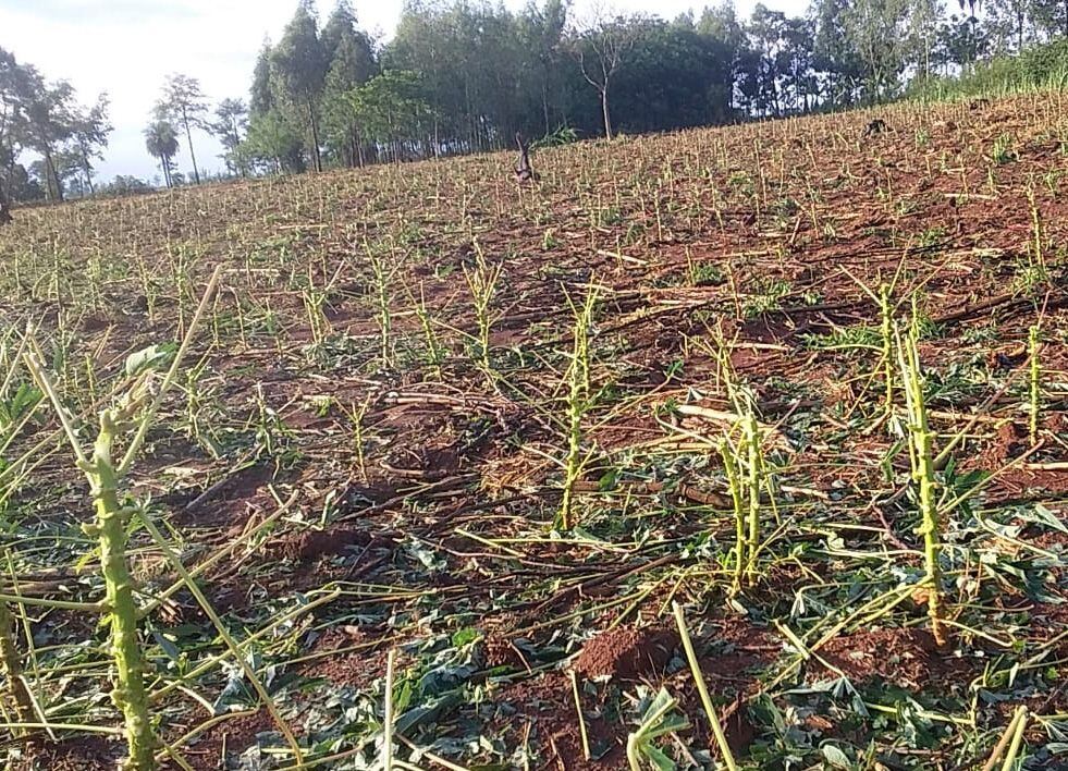 Cultivo de mandioca que quedó destruido por la caída de granizos, en Vaquería.