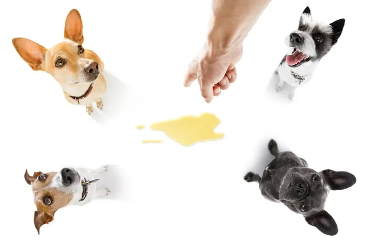 Debemos evitar el uso de ciertos productos químicos para limpiar el pipí de nuestras mascotas.