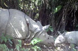 rinoceronte-java-55447000000-1375010.JPG