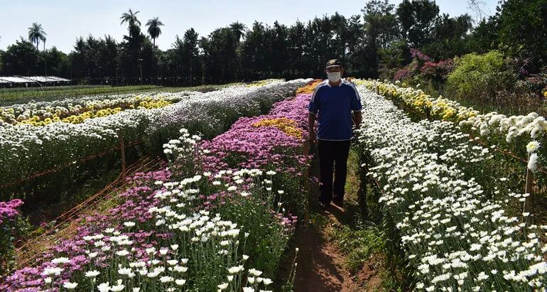 Productores quieren prohibir importación de flores, importadores dicen que  sería inconstitucional - Nacionales - ABC Color