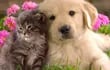 El gran avance que se ha producido en la medicina veterinaria tanto en conocimientos como en medios diagnósticos y nuevos tratamientos mejora la calidad de vida de las perros y gatos, principalmente.