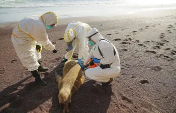 Con mascarillas y trajes de bioseguridad, biólogos están hisopando a lobos marinos en Perú ante un brote de gripe aviar que podría haber matado a 3.487 de ellos en zonas protegidas desde noviembre, en momentos en que las autoridades confirmaron infecciones en estos mamíferos, aunque sin ofrecer cifras.