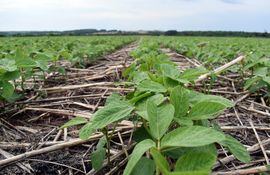 Las aplicaciones de productos fitosanitarios en forma preventiva ayudarán a mantener sanos los cultivos de soja.
