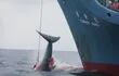 caza-de-ballenas-japon-81021000000-1789703.JPG