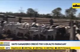 Hato ganadero creció 700% en el Alto Paraguay