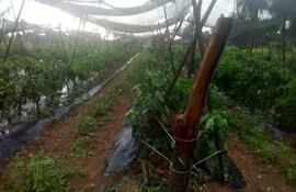 Los cultivos de tomate, locote, papa y otros rubros se benefician con la copiosa lluvia que se registró en el departamento de Paraguarí.
