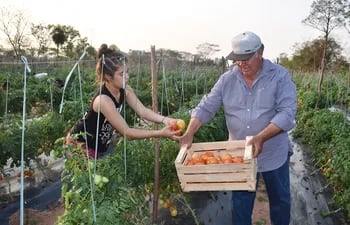 Pablino Candía se queja de la falta de mercado para sus tomates.