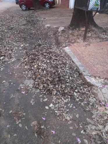 Hojas de árboles acumuladas en las calles, basura que no se barre