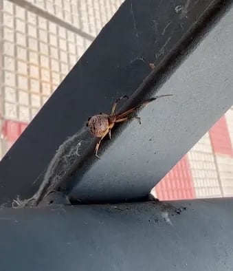 Esta araña fue vista en la Costanera de Asunción y generó un gran susto.