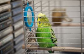 Las aves pueden considerar a su imagen en un espejo como un compañero real e intentar alimentarlo, lo que le puede causar problemas de salud.