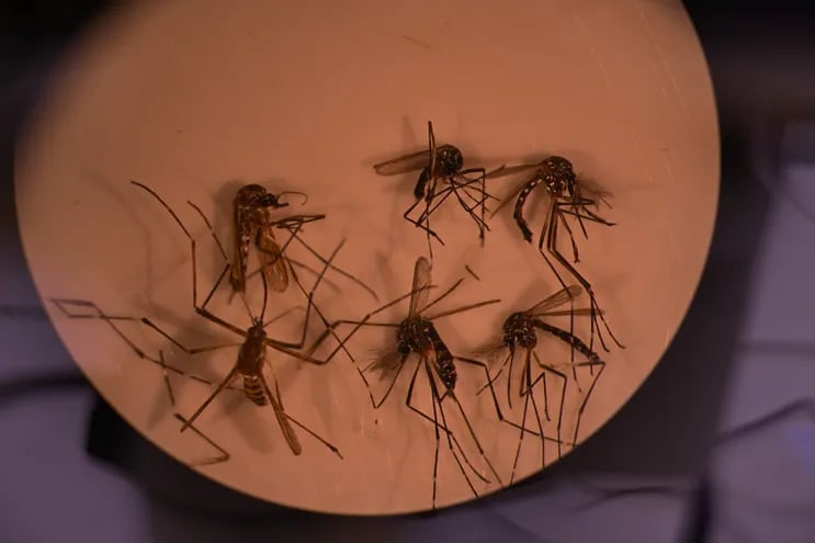 Mosquito Aedes aegypti, responsable de transmitir el dengue, a través de un microscopio.