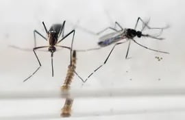 el-zika-siguio-su-propagacion-en-2016-por-america-y-pese-a-que-la-alerta-bajo-en-los-48-territorios-en-los-que-se-detecto-el-virus-han-aumentado-los-202626000000-1538760.jpg