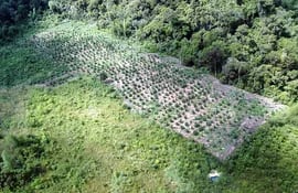 esta-es-una-de-las-plantaciones-en-medio-del-bosque-que-fue-eliminada-ayer-por-agentes-de-senad--214608000000-1294392.jpg