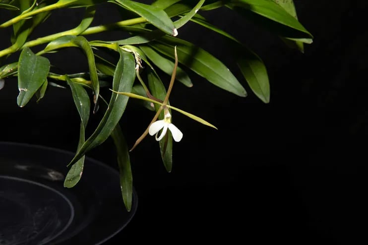 Una de las orquídeas en peligro de extinción conocida con el nombre de "dama de noche" (Epidendrum nocturnum), una orquídea de flores blancas que perfuma las noches con su fragancia cítrica y tiene su hábitat natural en México, América Central y Venezuela, además del sur de Florida. Plantas comunes como el coco, el banano y la patata tienen propiedades que pueden ayudar a salvar a una de las numerosas orquídeas en peligro de extinción en Florida, la fragante Epidendrum nocturnum, una dama de la noche como su nombre indica.