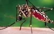 el-chikunguna-transmitido-por-los-mosquitos-de-la-especie-aedes-es-una-enfermedad-viral-archivo-202612000000-1110097.jpg