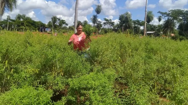 El cedrón paraguay es una de las hierbas de uso medicinal cultivadas en el asentamiento General Eduvigis Díaz.