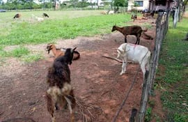 estas-son-algunas-de-las-cabras-con-brucelosis-detectadas-de-la-facultad-de-veterinaria-una-que-ya-fueron-sacrificadas-hay-otro-caso-anterior-de-201-204823000000-1641980.jpg