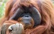 chantek-orangutan-90358000000-1615054.jpg