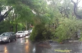 El imponente árbol tras desprenderse de raíz, en la calle Alas Paraguayas.