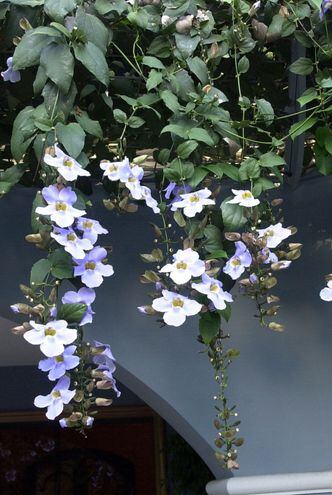 Enredadera con flores - Casa y Jardín - ABC Color