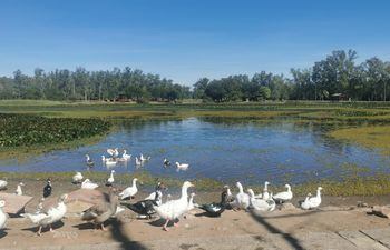 El lago y "los patos de don Humberto" reciben muchas visitas desde ayer, informaron desde el Parque Ñu Guasu-Humberto Rubin