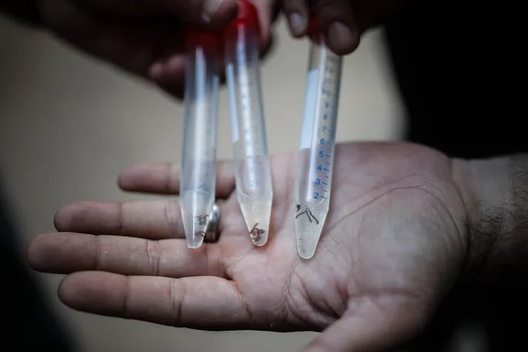 Una muestra de agua contaminada con larvas. El Gobierno de Javier Milei responsabilizó a su antecesor por el fracaso de las políticas de prevención que derivaron en la propagación del virus del dengue en Argentina, que ya causó la muerte a 35 personas desde julio pasado.