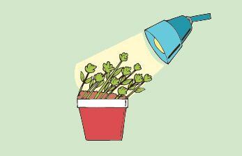 Tropismos Y Nastias Escolar Abc Color