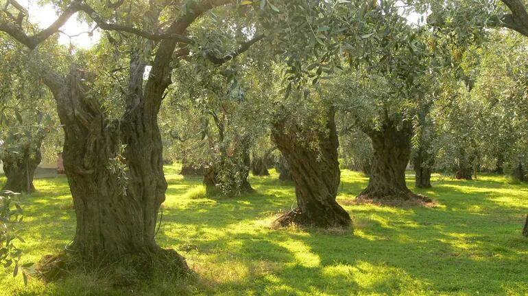 Batteri mortali mettono in pericolo l’olivo italiano – Scienza