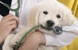 Mejor prevenir que curar. La recomendación es llevar a las mascotas a sus controles periódicos y estar al día con las vacunaciones correspondientes.