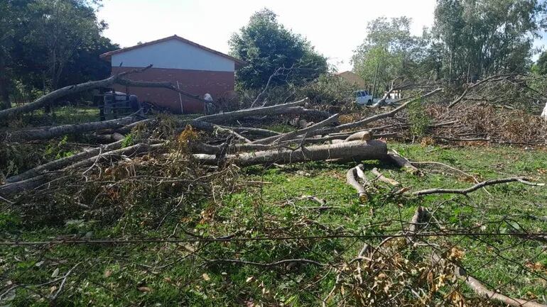 En estas condiciones se encuentran actualmente los árboles derrumbados en el predio colegio Virgen de Fátima de la colonia Ñandeyara