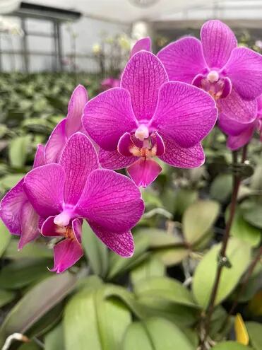 En el Centro de Floricultura realizan una grandiosa producción de Orquídeas