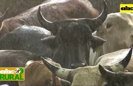 ABC Rural: Microaspersión en sala de espera de animales en Frigo Chorti