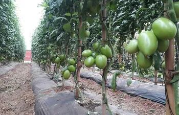 Cultivo de tomates en la localidad de Tuna, distrito de Abaí.