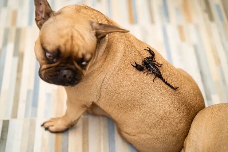 Fotografía de un perro con un alacrán en la espalda.