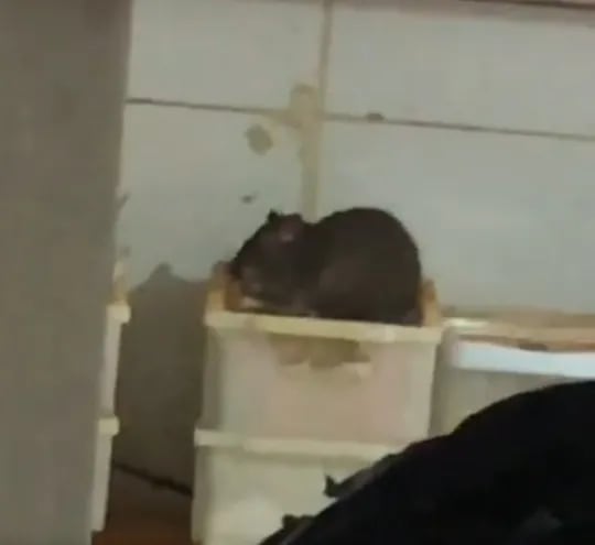 Una de las dos ratas que se ve en la filmación de Long Bar hecha por el propietario del sitio, que alquila el lugar a unos empresarios.