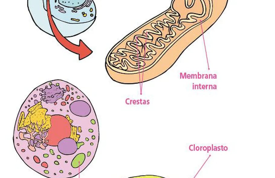 relación entre la fotosíntesis y el ciclo de respiración celular
