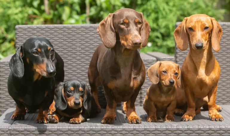 Alemania analiza prohibir la cría de perros salchicha.