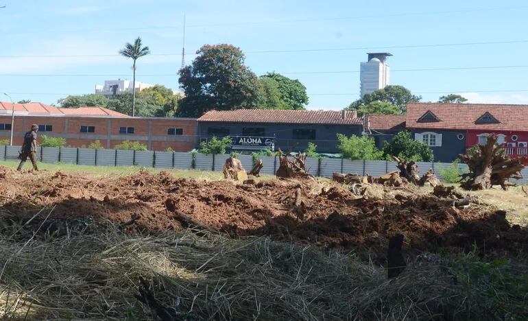 De raíz fueron arrancados varios árboles del predio que el IPS tiene en el barrio San Cristóbal.