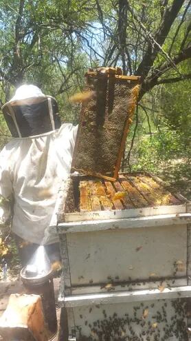 En Pozo Hondo, las mujeres iniciaron tareas de apicultura.