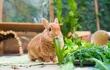 Los conejos prefieren comer vegetales frescos.