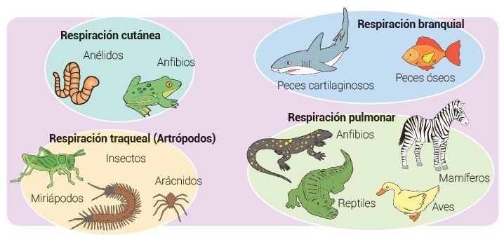 Resultado de imagen de respiración animales