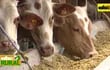 ABC Rural Programa 17: Expeler de nabo para engorde de ganado