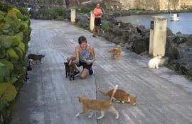 Una mujer acaricia a unos gatos en la muralla del barrio colonial del Viejo San Juan en Puerto Rico.