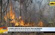 Hay 132 árboles nativos en peligro de extinción por incendios