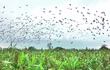 las-palomas-anualmente-constituyen-una-voraz-plaga-agricola-en-el-chaco-central--195300000000-1688812.jpg