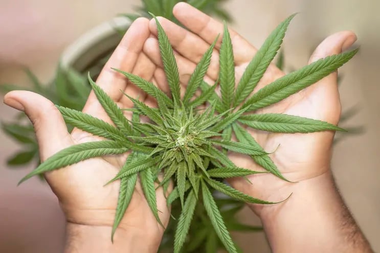 El diputado Jatar “Oso” Fernández anunció que presentará un proyecto de ley que plantea la legalización del consumo y el cultivo de marihuana.