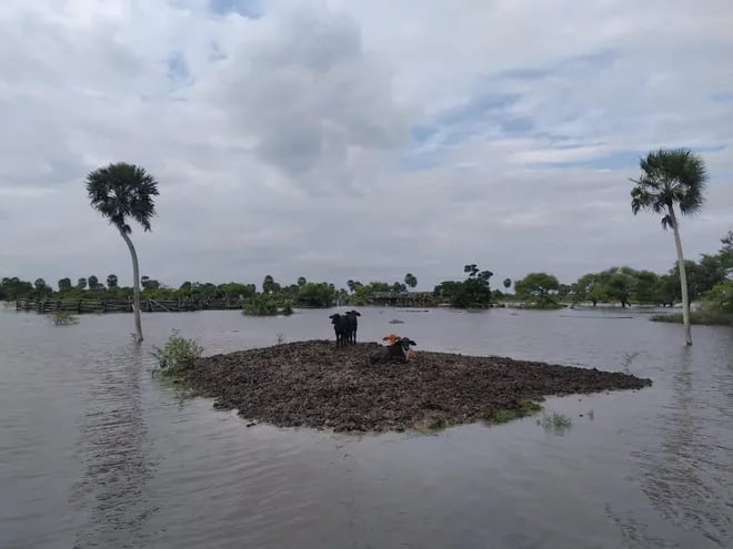 La situación es cada vez más crítica en el departamento de Ñeembucú, miles de familias son afectadas por la inundación, los animales no tienen un lugar alto seco para protegerse.