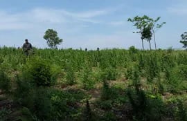 destruyen-plantaciones-de-marihuana-en-sidepar--154001000000-1385568.jpg