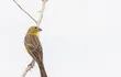 Chipíu (Sicalis luteola luteiventris), fotografía gentileza de Oscar Rodríguez (Paraguay Birding & Nature)