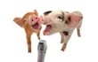 Los cerdos son los comunicadores más proficientes del mundo animal.